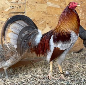Blue Grey Rooster For Sale | Buy Blue Grey Rooster Online | Order Blue Grey Rooster | Where To Buy Blue Grey Rooster Online | Blue Grey Rooster Online
